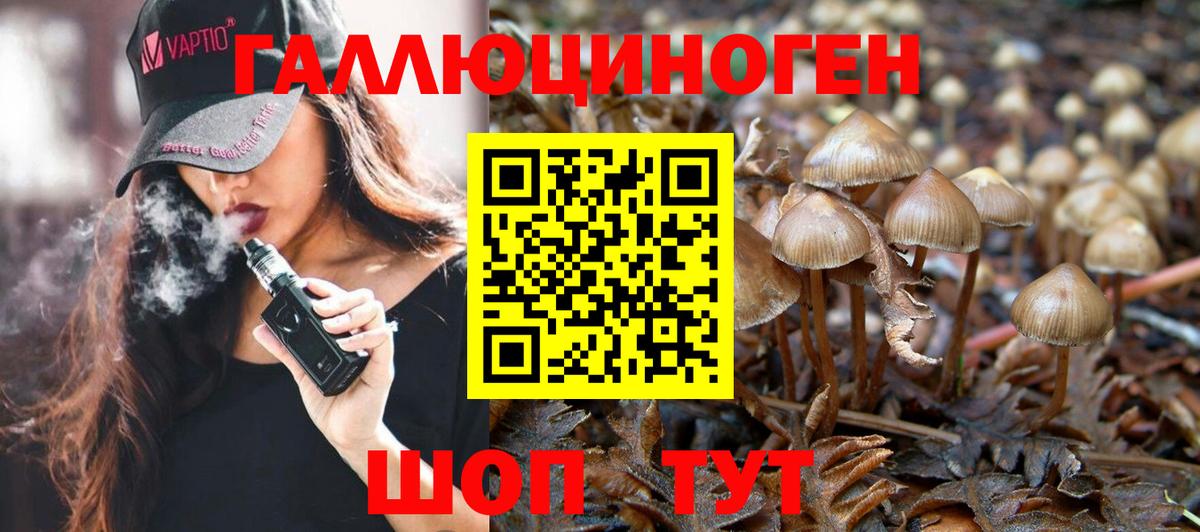 Псилоцибиновые грибы Psilocybe Лесосибирск